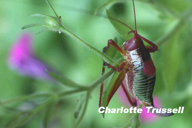 Katydid San Antonio