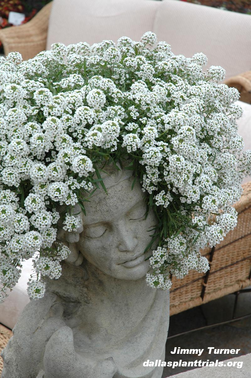 Lobularia Snow Princess Dallas Arboretum