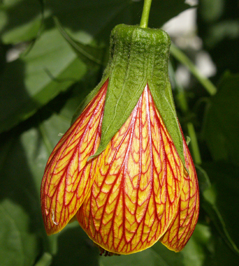 Patrick's abutilon (Abutilon pictum 'Patrick's') Patrick's abutilon (Abutilon pictum 'Patrick's')