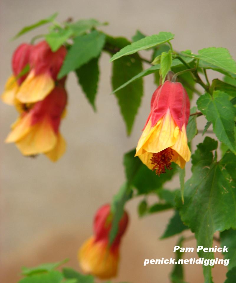 Marilyn's Choice abutilon, Pam Penick 