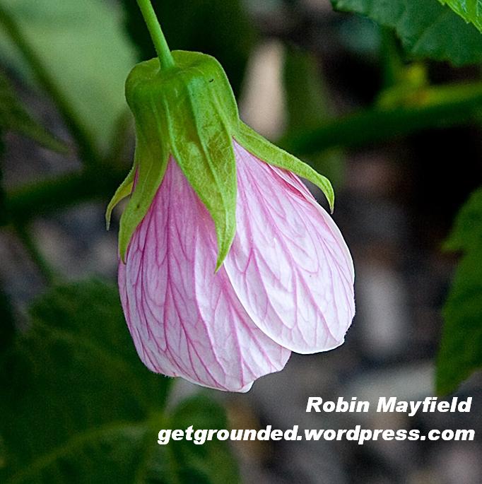 Pink abutilon