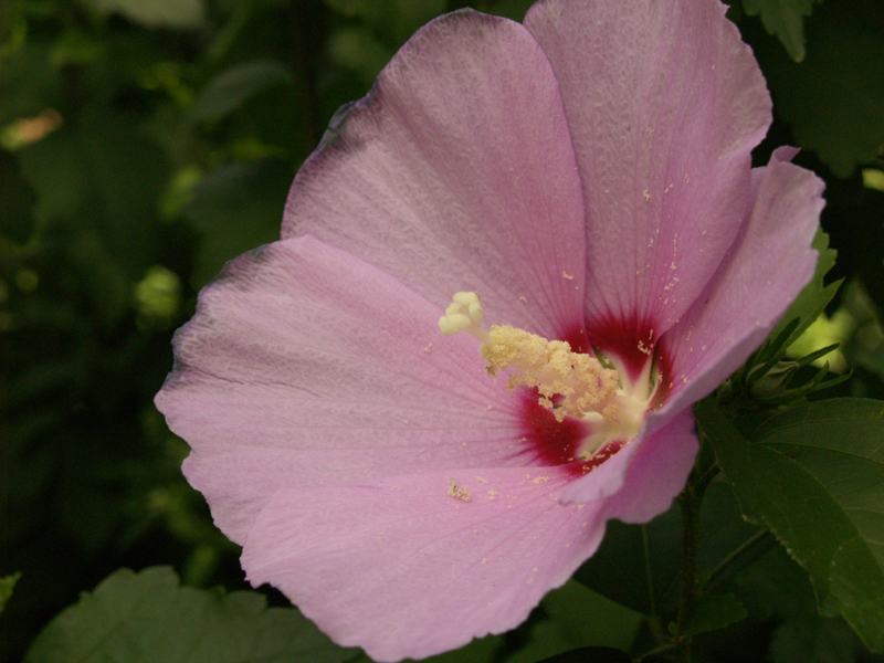 Althea, Rose of Sharon 
