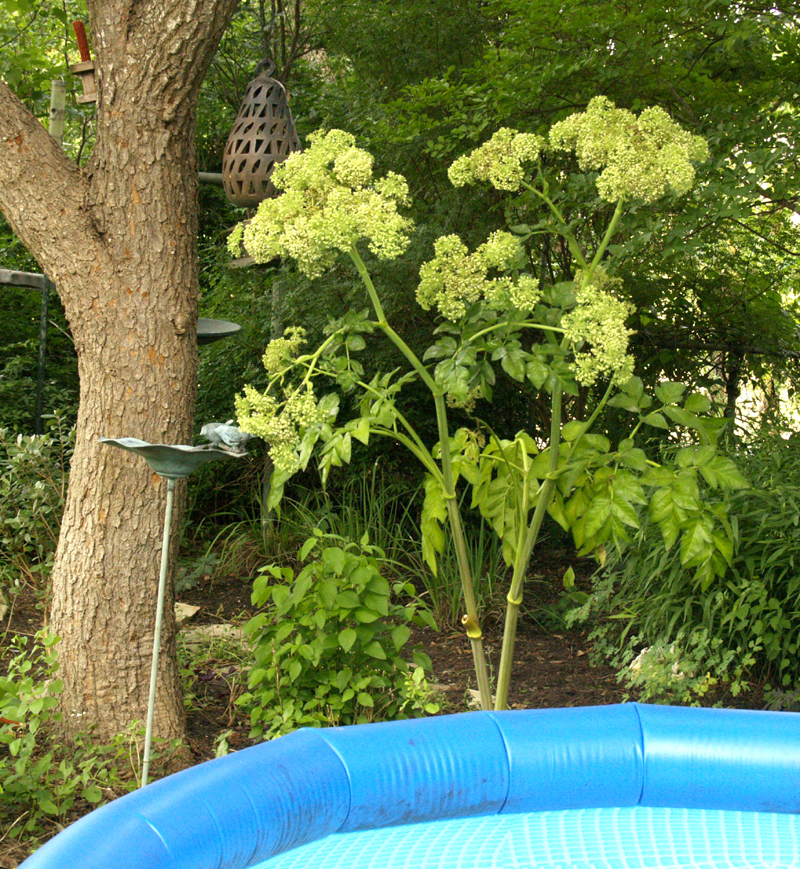 Angelica pachycarpa