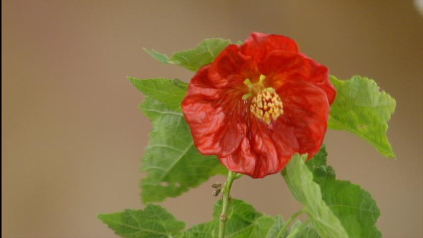 Abutilon 'Bella Red' 