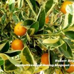 Calamondin orange