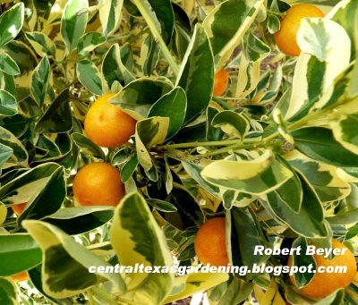 Calamondin orange