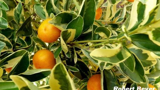 Calamondin orange