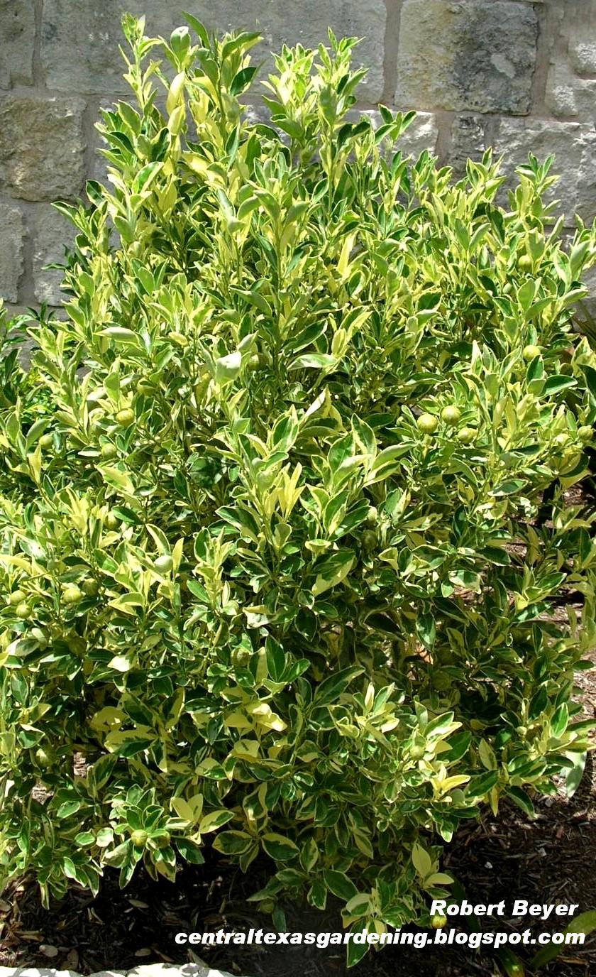 Variegated calamondin orange