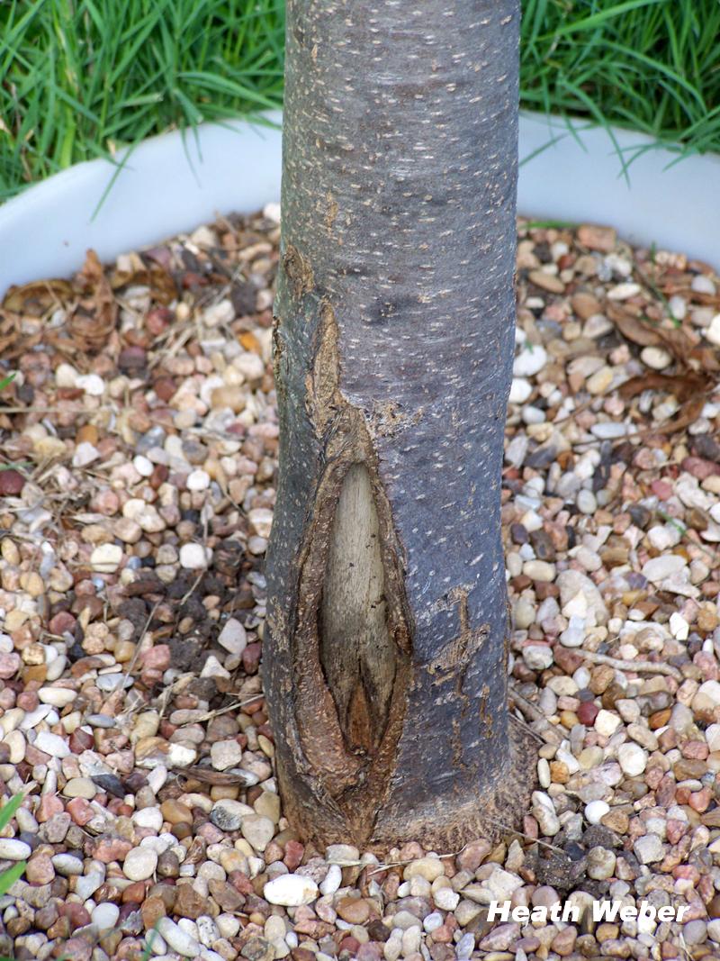 Chitalpa trunk split