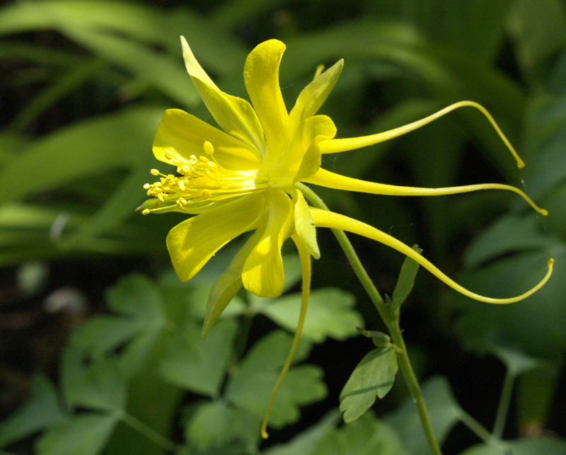 Columbine Denver Gold 