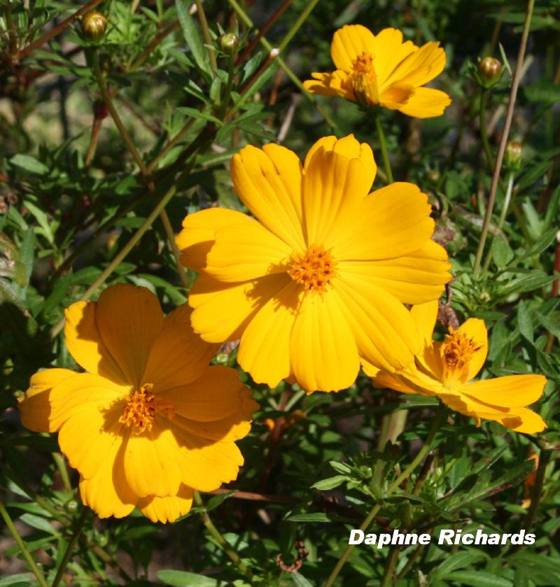 Tickseed coreopsis Coreopsis lanceolata 