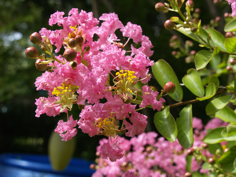 Pink crape myrtle flower