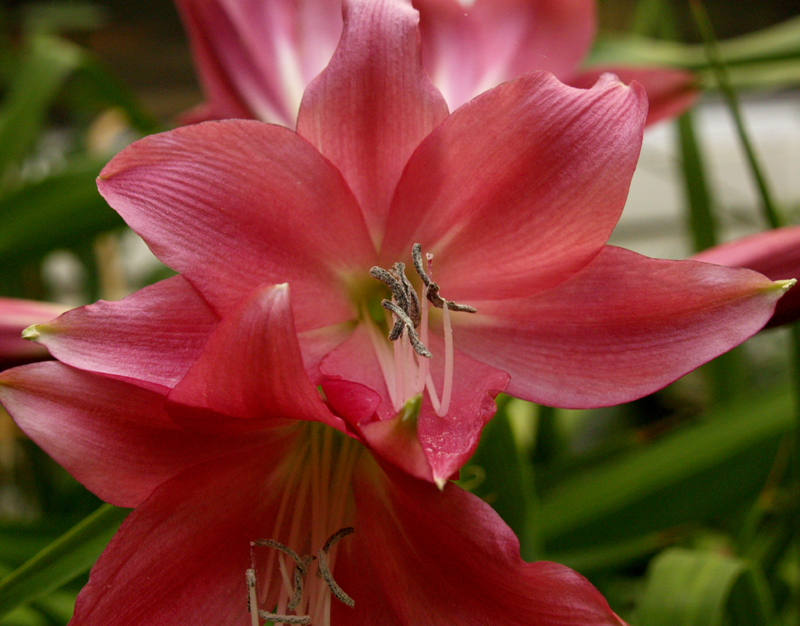 Crinum 'Ellen Bosanquet'