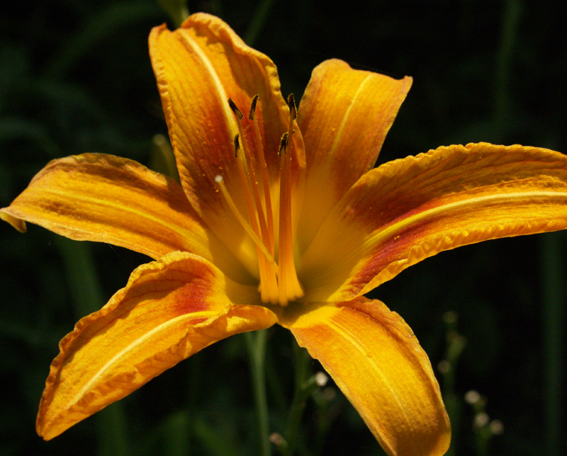 Tawny daylily Central Texas Gardener