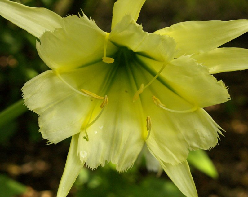 Hymenocallis Sulphur Queen