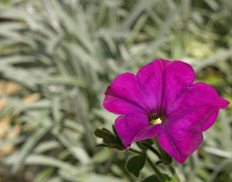 Old-fashioned petunia with Gazania rigens 'Bicton Orange'