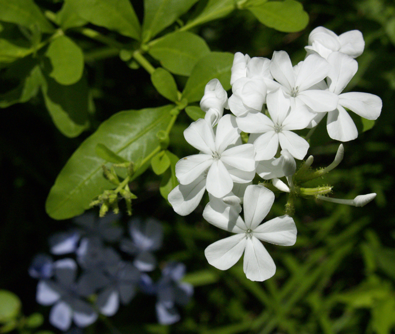 white plumbago 