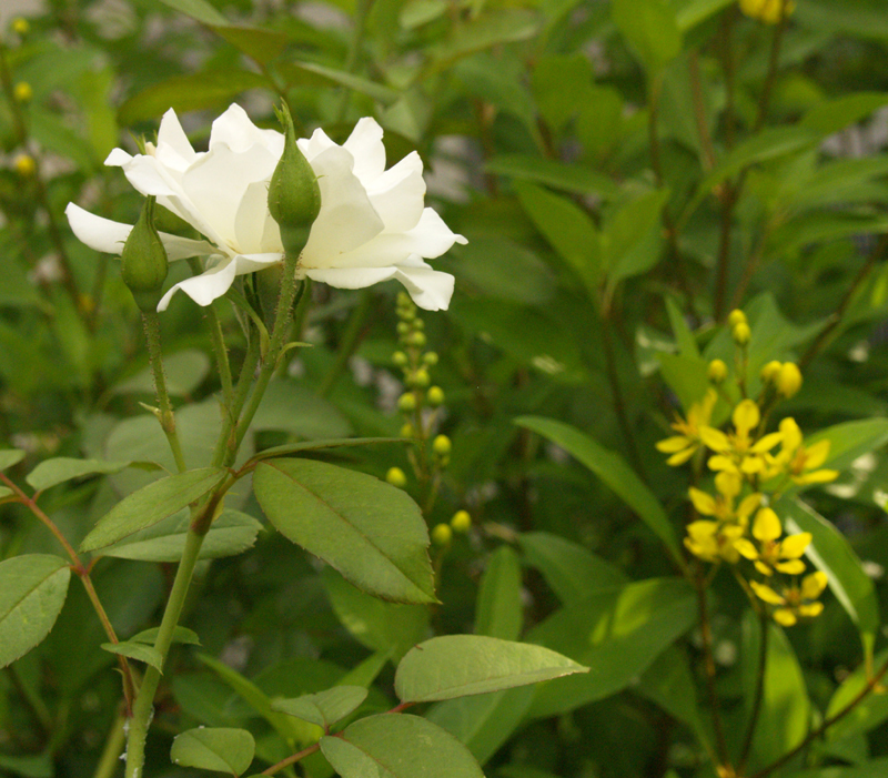 Iceberg rose with thryallis