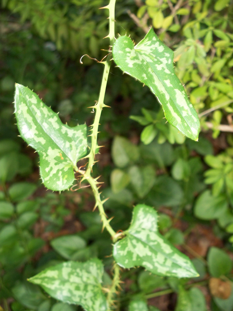 Smilax bona-nox 