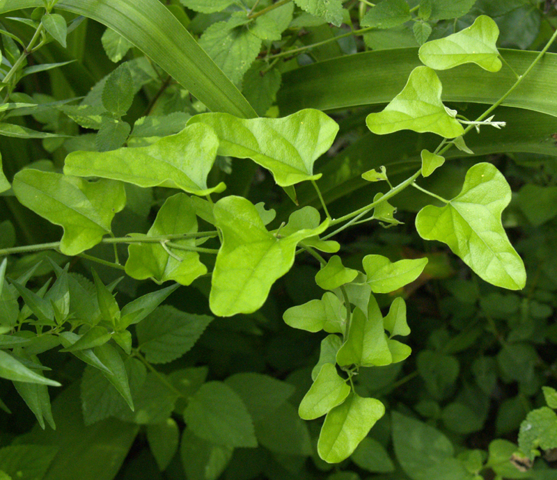 Snailseed (Cocculus carolinus)