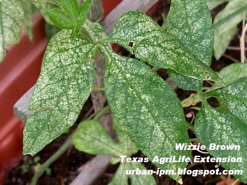 Spider mite damage advanced stage