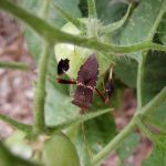 Leaffooted bug on tomato
