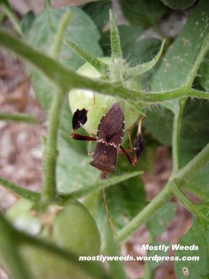 Leaffooted bug on tomato