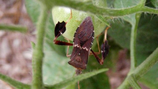 Leaffooted bug on tomato