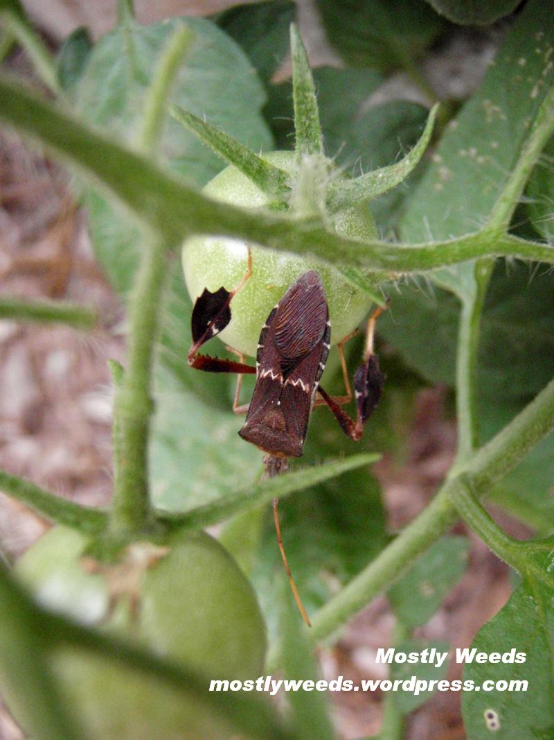 Leaffooted bug on tomato 