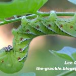 tomato hornworm