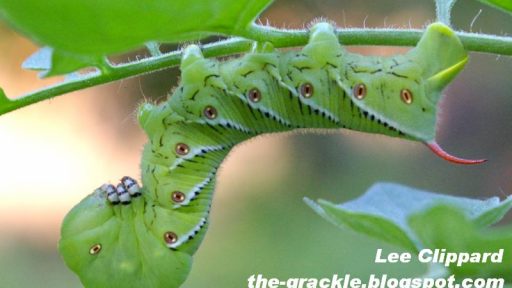 tomato hornworm