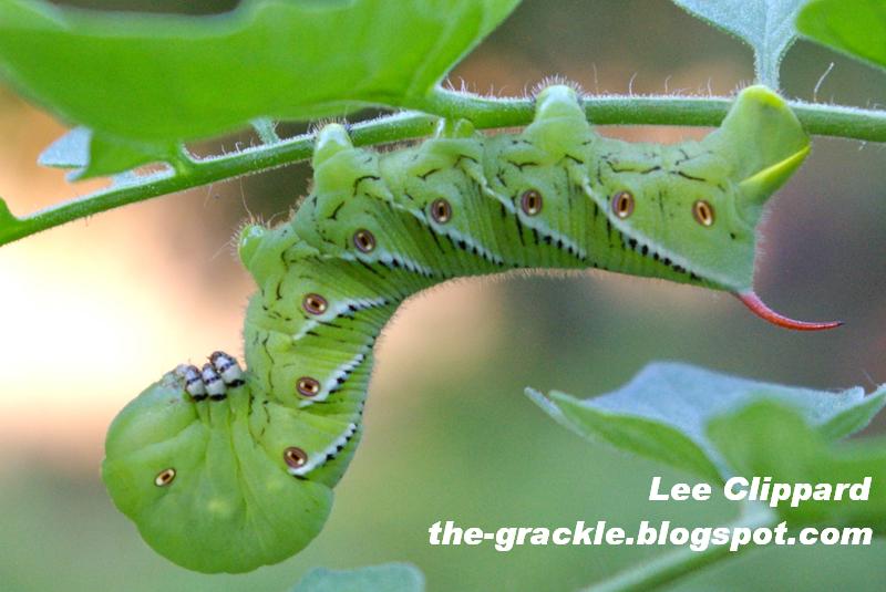 tomato hornworm tomato hornworm