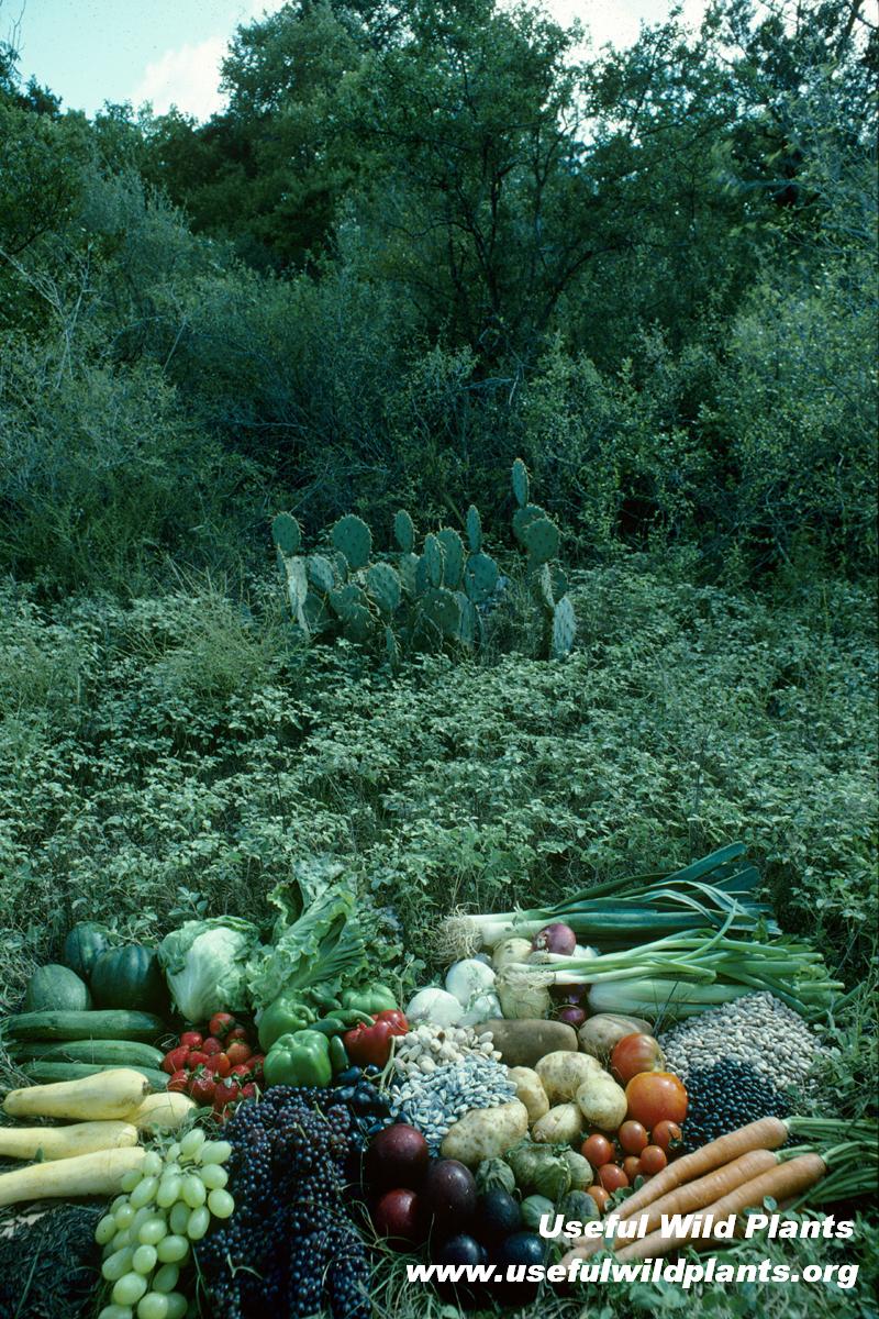 Useful Wild Plants Scooter Cheatham Lynn Marshall 