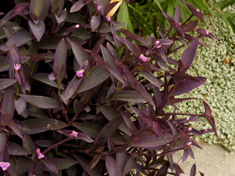 purple heart with silver ponyfoot (Dichondra argentea)