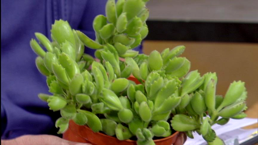 Panda paw succulent Desert to Tropics Panda paw succulent Desert to Tropics