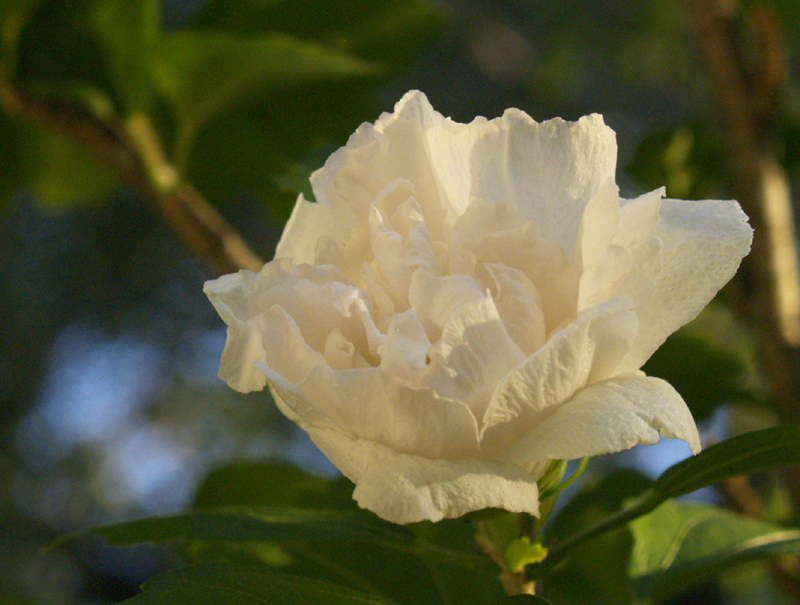 Althea, Rose of Sharon, Hibiscus syriacus 'Jeanne D' Arc'