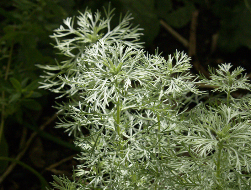 Artemisia schmidtiana