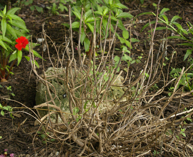 root rot on Powis Castle artemisia 