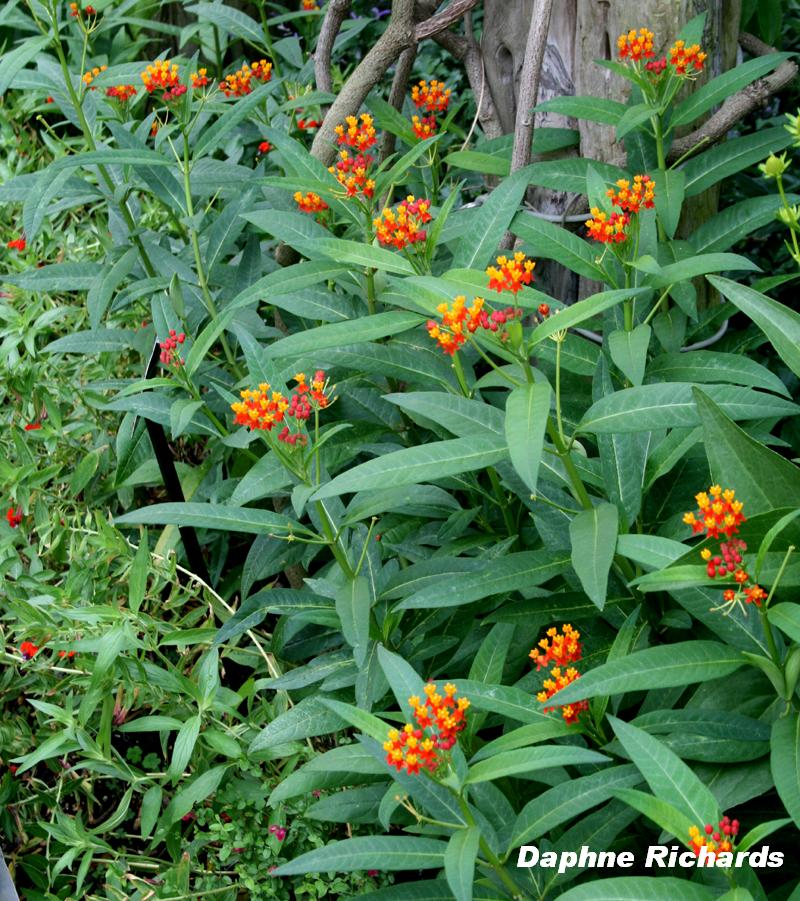 Asclepias tuberosa Daphne Richards