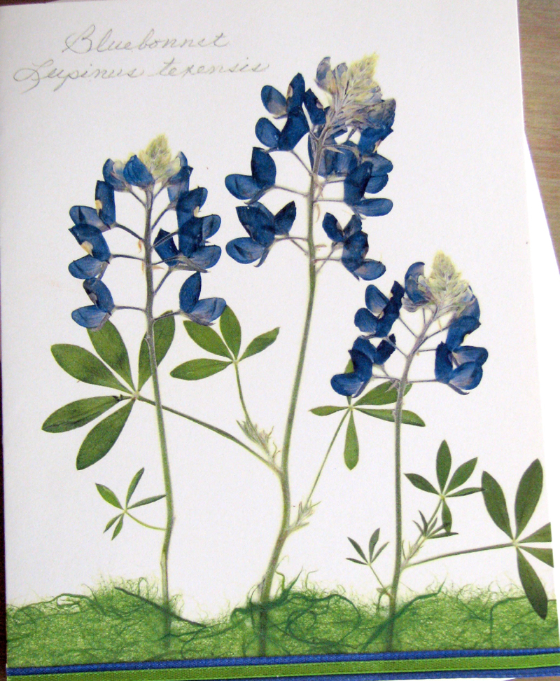 Flat Flower Cards bluebonnet Flat Flower Cards bluebonnet