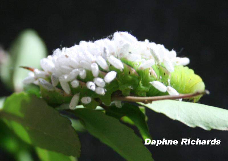 Braconid wasp cocoons on tomato hornworm Braconid wasp cocoons on tomato hornworm