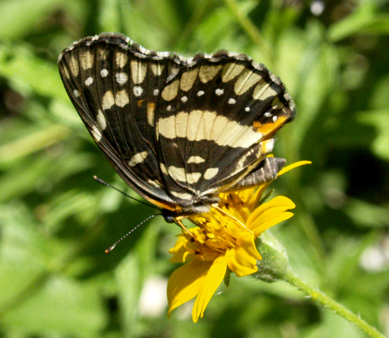 Bordered Patch butterfly wings closed on zexmenia hispida