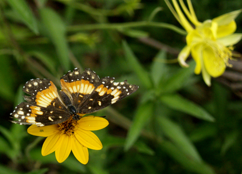 Bordered patch butterfly on zexmenia hispida Bordered patch butterfly on zexmenia hispida