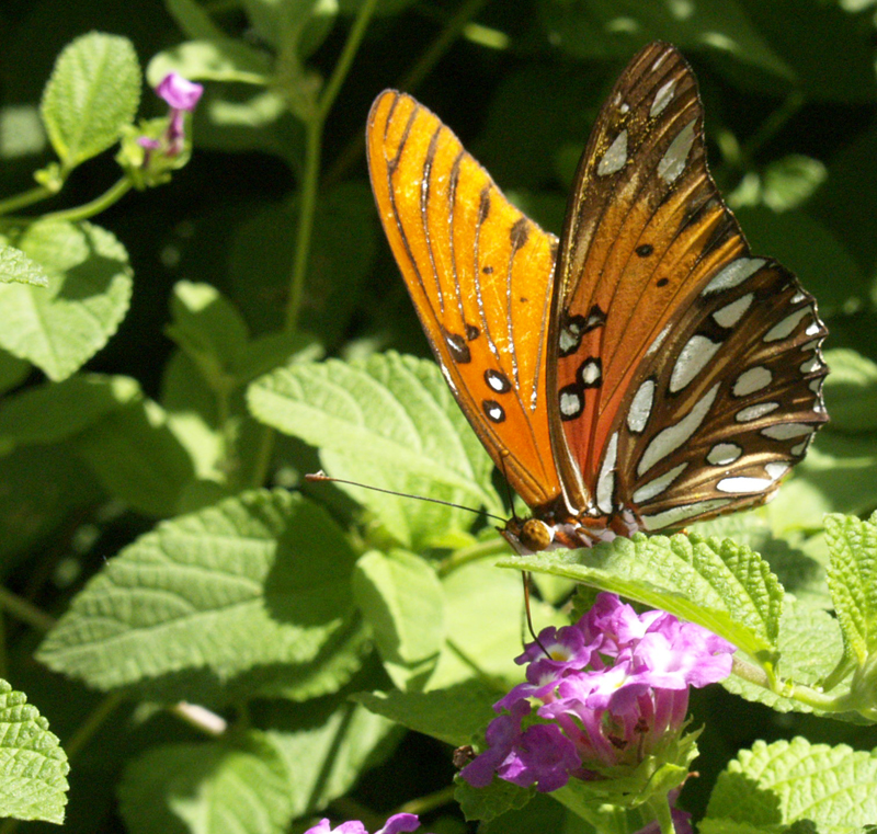 Gulf frittilary butterfly on purple lantana 