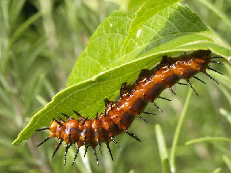 Gulf fritillary caterpillar on passion vine austin texas