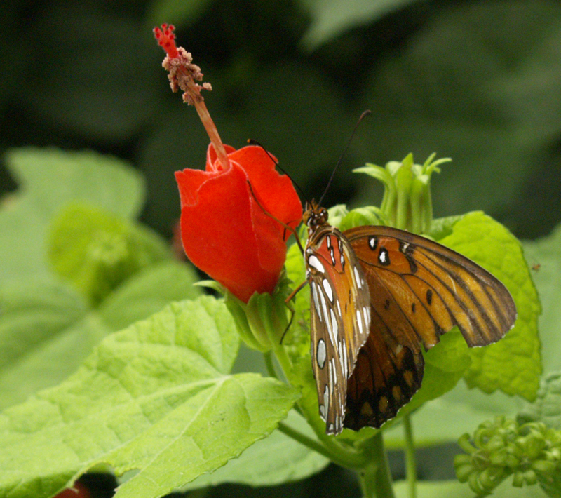 Gulf fritillary butterfly on turks cap