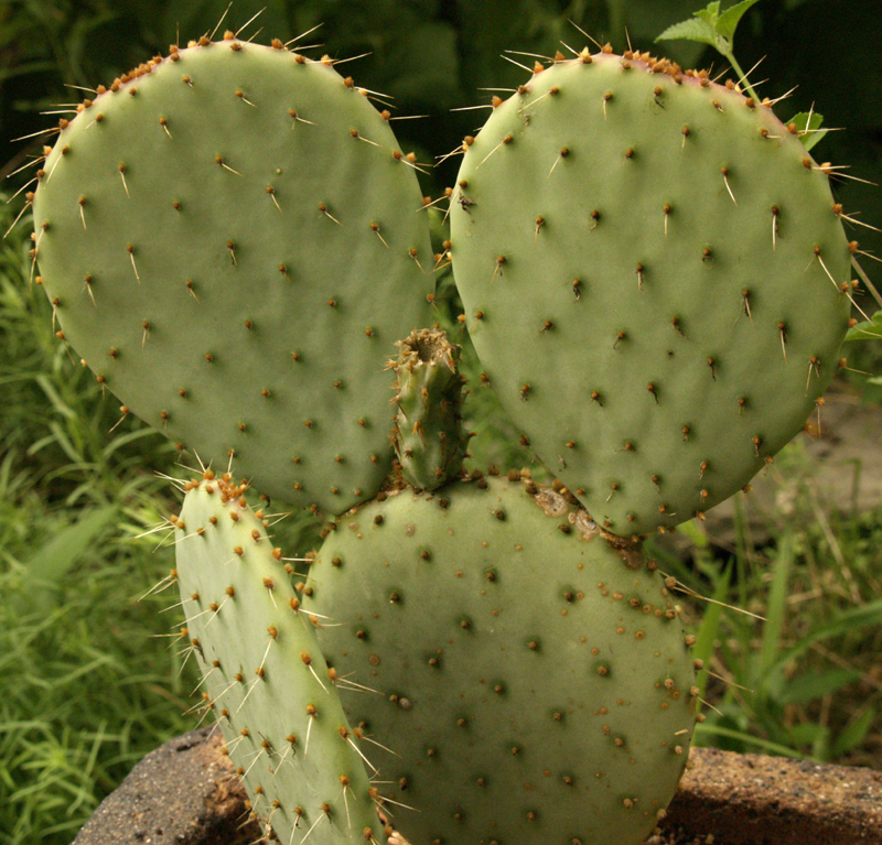 Santa Rita cactus 