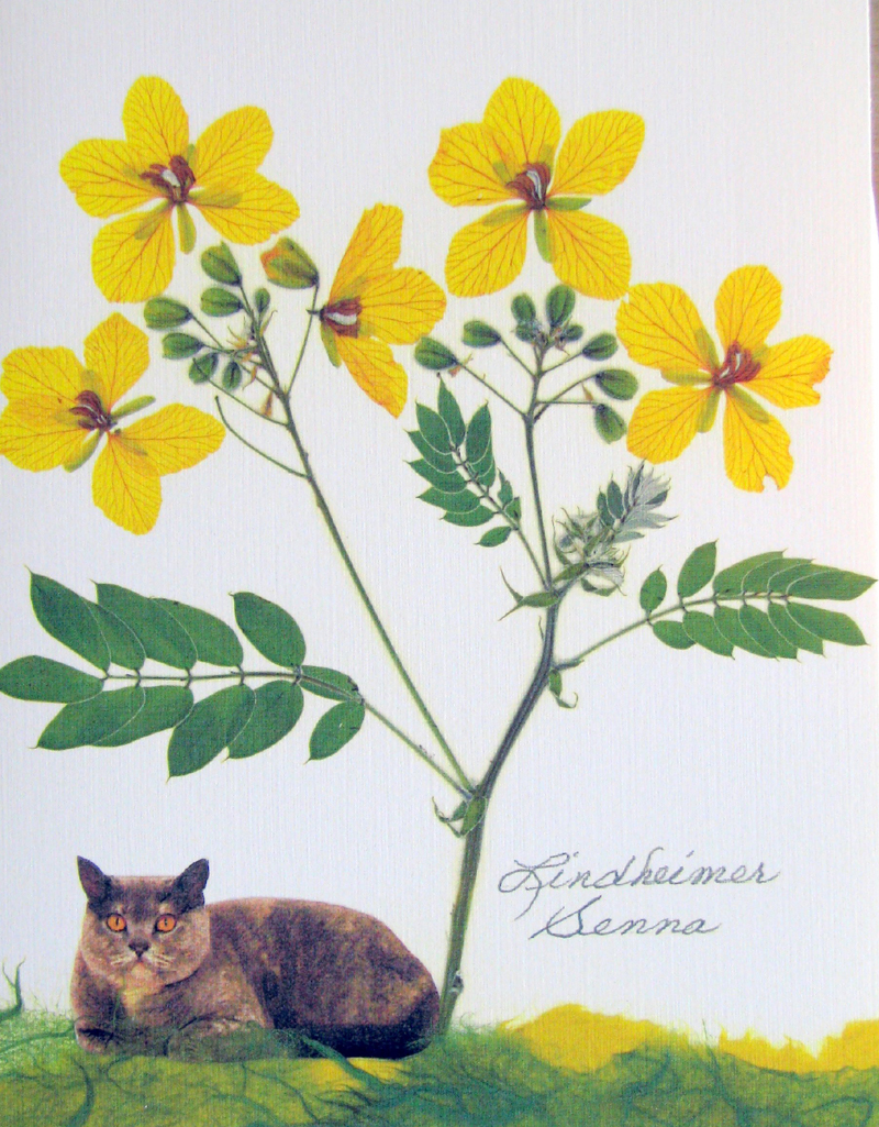 Flat Flower Cards Flat Flower Cards