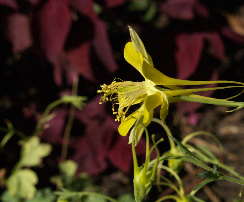 Columbine in July Columbine in July