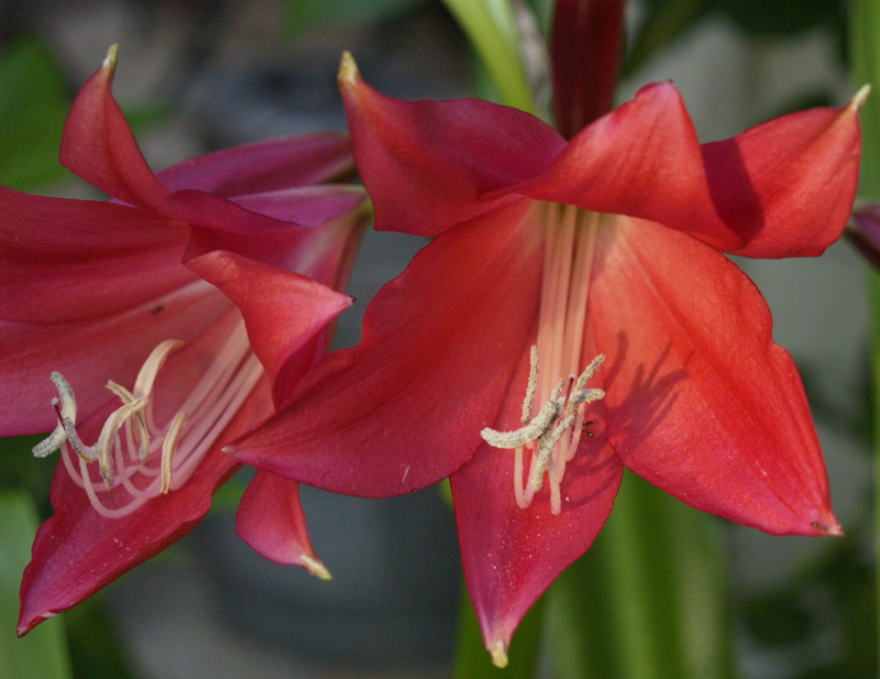 Crinum 'Ellen Bosanquet' 